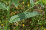 Ceylon hound's tongue